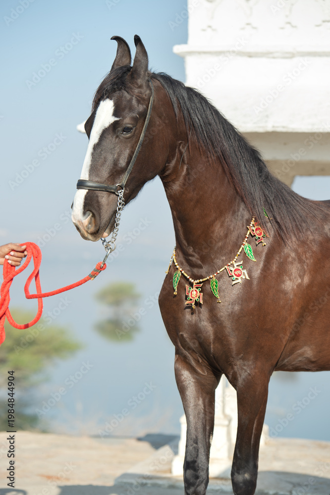 Obraz premium portrait of beautiful black Marwari mare in traditional jewelry posing near beautiful lake at sunny morning. India