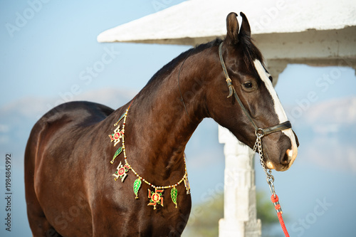 Konstfotografi portrait of beautiful black Marwari mare in traditional jewelry  posing near beautiful  lake  at sunny morning