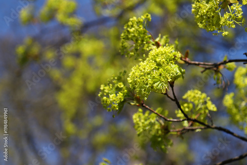 Spring green tree blossoms in soft sunlight against a blue sky with bokeh bac...