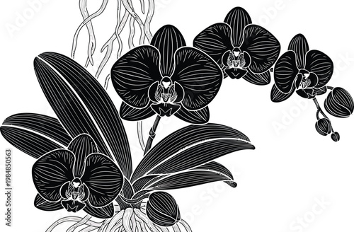 Black orchid flowers, botanical illustration, floral design elements, monochrome vector graphics