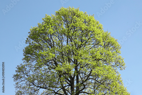 A large deciduous tree in spring with fresh green leaves forming a full canop...