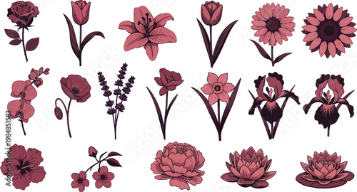 Various pink and purple flowers on white background pink flowers floral botanical flower white background