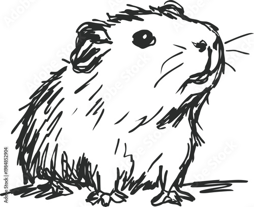 hand drawn guinea pig illustration cute small rodent sketch with fur texture and whiskers