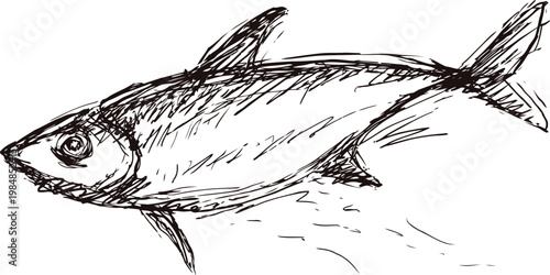 hand drawn black ink fish illustration detailed aquatic animal sketch with fins and tail, marine life drawing art