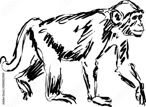 hand drawn chimpanzee illustration walking on all fours black and white sketch of primate in motion