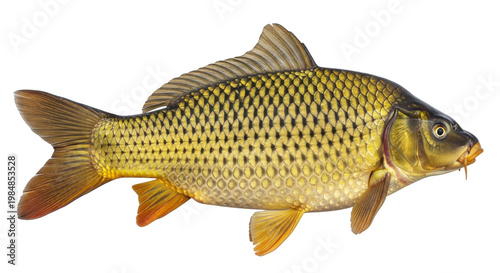 A large golden fish with black spots swimming in water