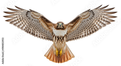 A majestic bird of prey soaring through the air with outstretched wings
