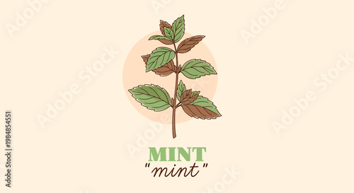 A drawing of a mint plant with green and brown leaves