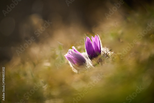 Küchenschelle, Kuhschelle, Pulsatilla vulgaris