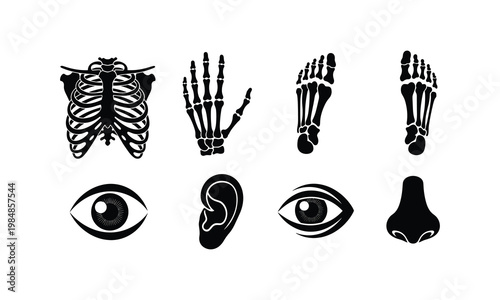 Illustrations of human skeletal and facial anatomy components in black and white.