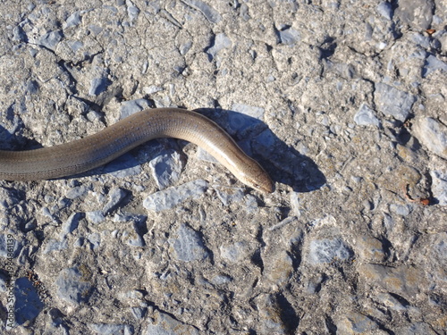 Head of a slow worm
