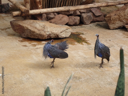 A pair of Guinea fowl