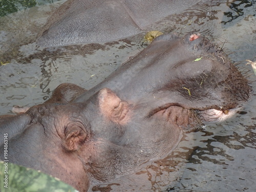 close up of hippo in water