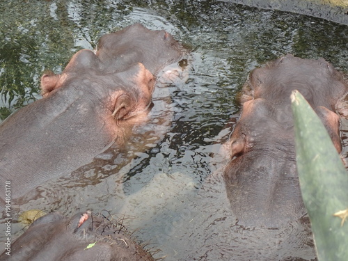 close up of hippo in water