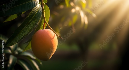 Ripening Mango Fruit Hanging on Tree Branch with Golden Sunlight Rays in Orchard