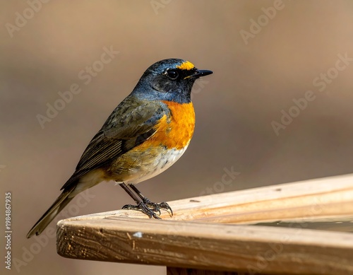 Vibrant bird perched on wood, orange chest, dark head, yellow spot