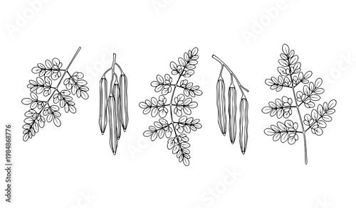 Minimal moringa icons hanging drumstick pods Sajna plant line art black and white vector illustration isolated on white
