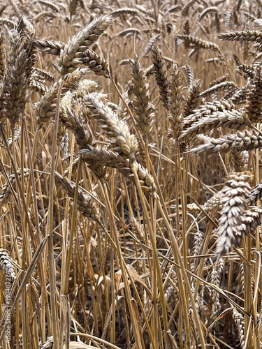 ears of wheat