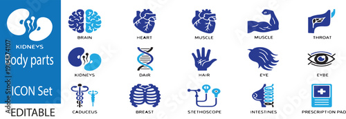 Human body parts ingredient ,muscle ,thrower, eye, intestines on white background