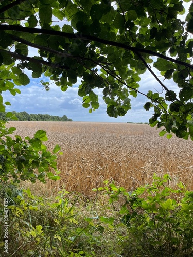 field of wheat