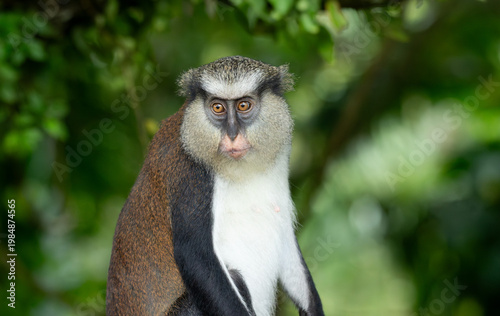 A mona monkey in deep thought on the island of Grenada