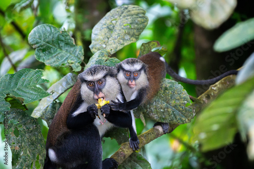 Mona monkeys (mother and child) in the wild of Grenada