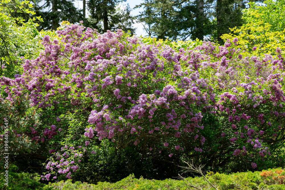Obraz premium Blooming purple lilac in the sunny spring garden 