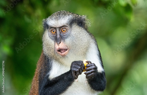 A mona monkey in the midst of having a snack in the wilds of Grenada