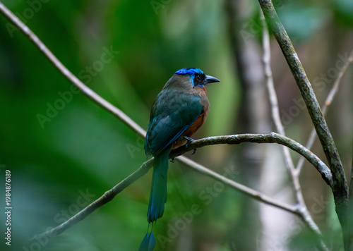 A mot-mot bird on Little Tobago Island