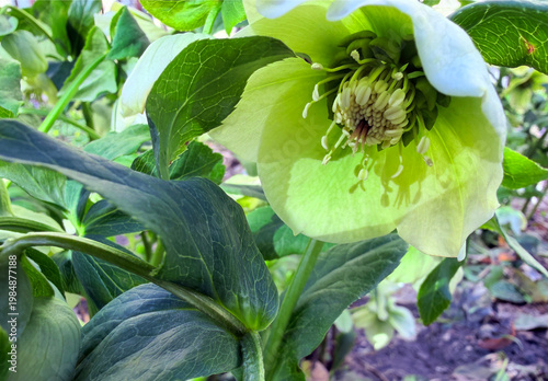 Fresh green hellebore bloom