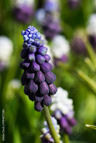 Vibrant Muscari cluster, macro shot