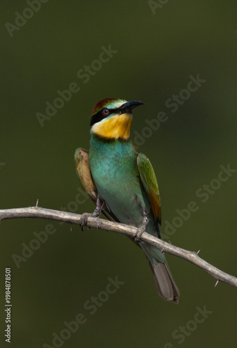 European bee-eater perched on a tree, Bahrain