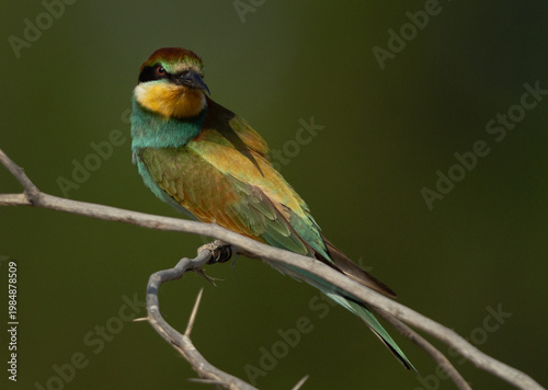 European bee-eater perched on a tree, Bahrain
