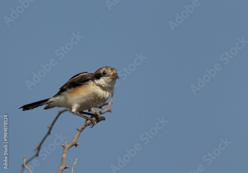 Portrait of a Woodchat shrike perched on twig at Buri, Bahrain