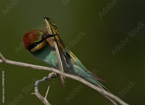 European bee-eater preening, perched on a tree at Bahrain
