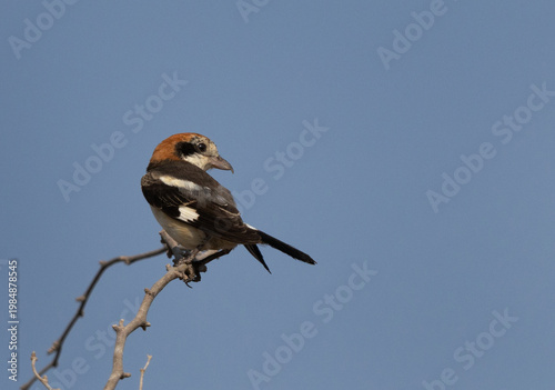 Woodchat shrike perched on acacia tree Bahrain