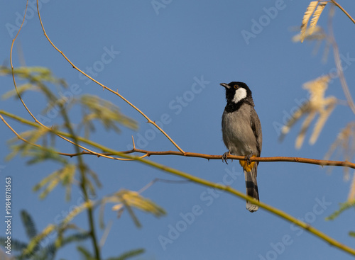 Portrait of White-cheeked bulbul on acacia tree, Bahrain