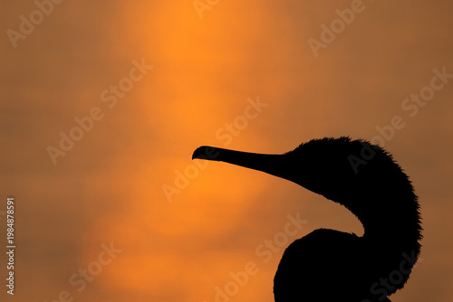 Silhouette of a Socotra cormorant during sunrise, Bahrain