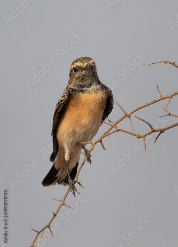 Closeup of a Pied wheatear perched on acacia tree Bahrain