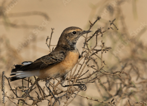 Pied wheatear perched on bush, Bahrain