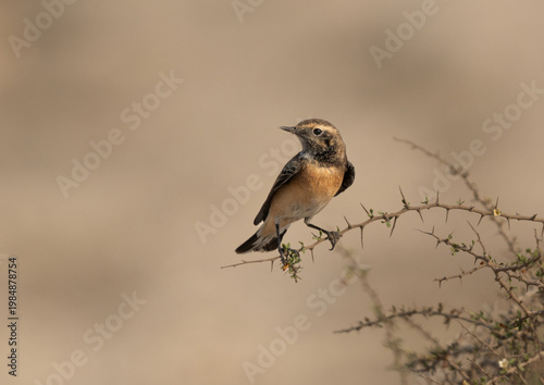 Pied wheatear perched on acacia tree at Hamala, Bahrain