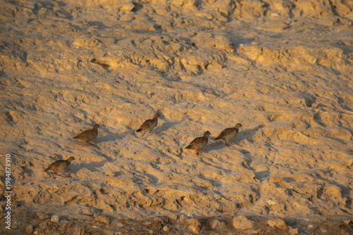 Grey francolins on limestone rock at Buhair lake, Bahrain