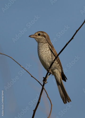 Red-backed shrike perched on twig, Bahrain