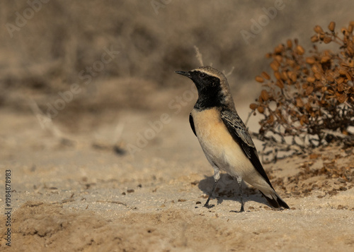 Pied wheatear perched on ground, Bahrain