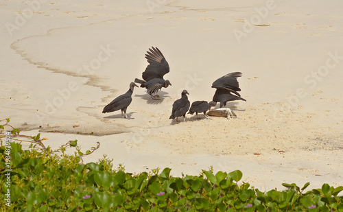 Vultures eating a dead marine animal on the beach. Wildlife on the beach.