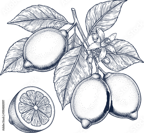 Lemon branch with fruits and flower in detailed sketch drawing style.