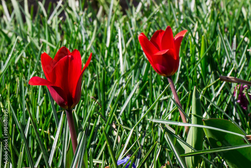 Vibrant Tulipa schrenkii, steppe beauty shot