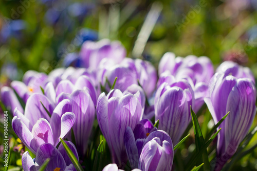Shafran Grand Maitre charm, macro perspective