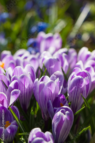 Crocus Grand Maitre: vibrant purple blooms close‑up