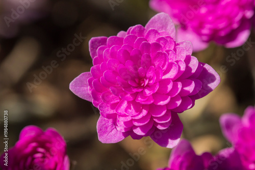 Hepatica flowers: three‑petal detail in focus